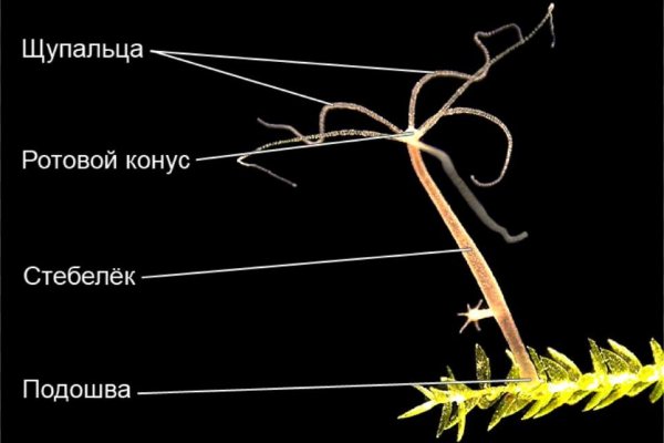 Mega tor зеркало